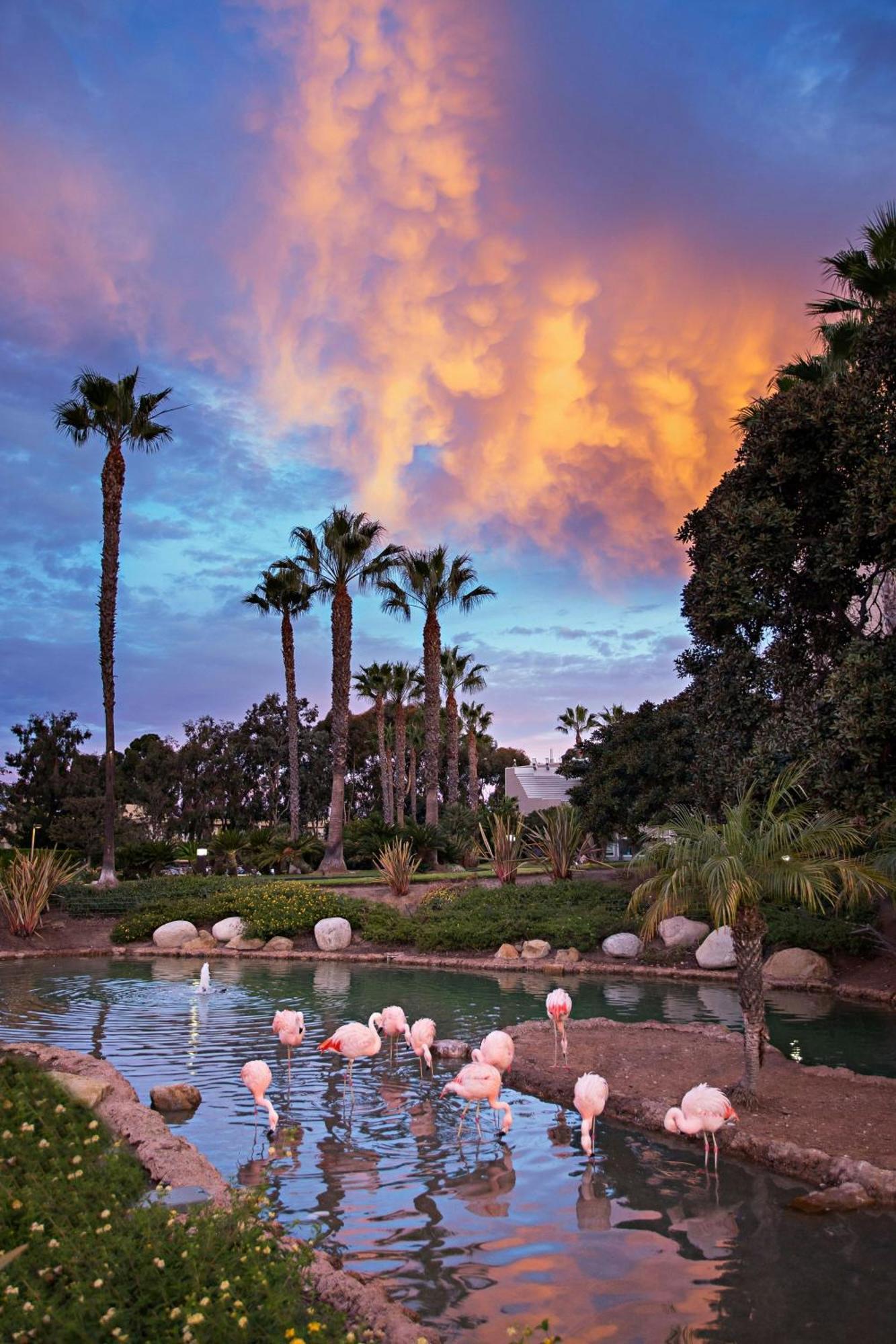 Coronado Island Marriott Resort & Spa San Diego Eksteriør billede
